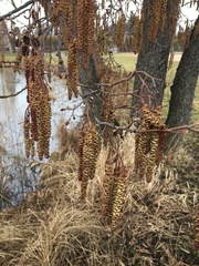 Alnus glutinosa
