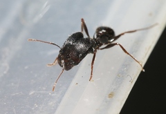 Pheidole rhea