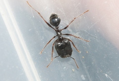 Pheidole rhea