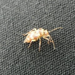 Tropidosteptes