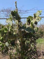 Opuntia alta
