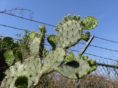 Opuntia alta
