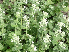 Nepeta caerulea