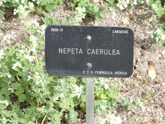 Nepeta caerulea