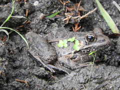Lithobates neovolcanicus