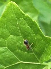 Meranoplus bicolor
