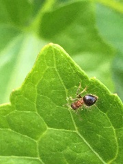 Meranoplus bicolor