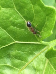Meranoplus bicolor