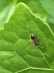Meranoplus bicolor