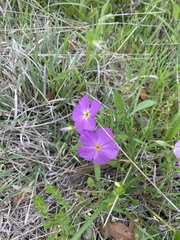 Phlox roemeriana