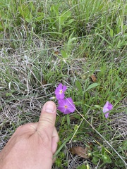 Phlox roemeriana