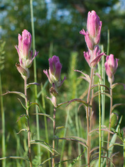 Castilleja rubra