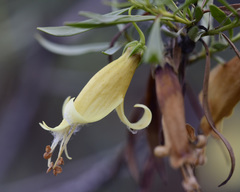 Eremophila maculata