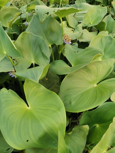 Asian Water Hyacinth