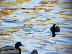 Fulica americana