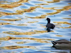 Fulica americana