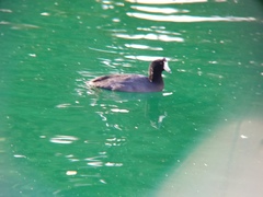 Fulica americana