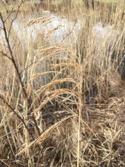 Phragmites australis