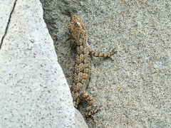 Mediodactylus heterocercus