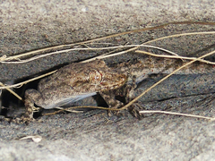 Mediodactylus heterocercus