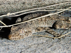 Mediodactylus heterocercus