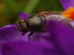 Pollenia
