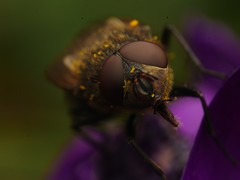 Pollenia