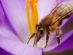 Apis mellifera