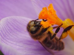 Apis mellifera