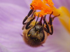 Apis mellifera