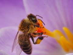 Apis mellifera
