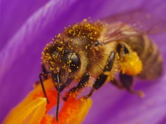 Apis mellifera