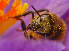 Apis mellifera