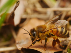 Apis mellifera