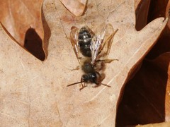 Andrena haemorrhoa