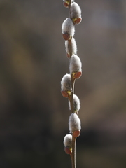 Salix caprea
