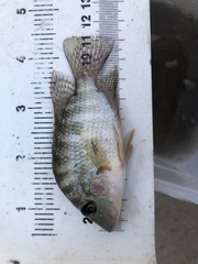 Cribroheros robertsoni