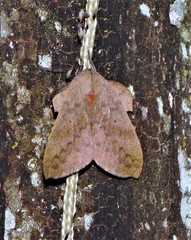 Travassosula subfumata