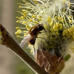 Cheilosia grossa