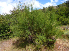 Diostea juncea