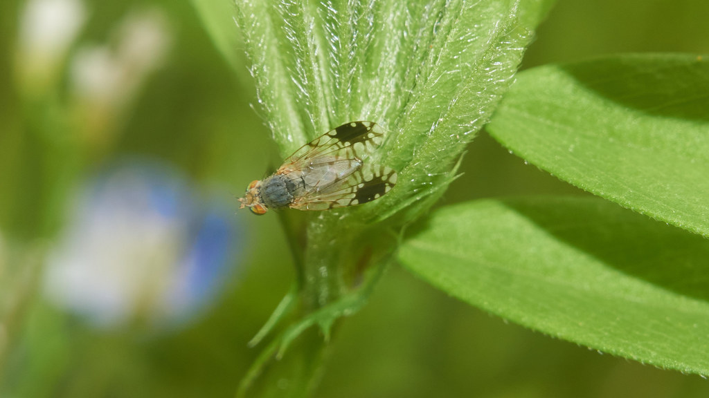 Trupanea gratiosa