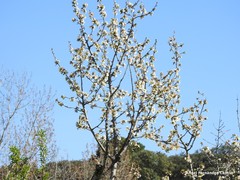Prunus cerasus