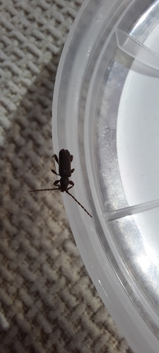 Phymatodes pusillus