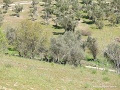 Olea europaea