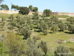 Olea europaea