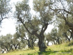 Olea europaea