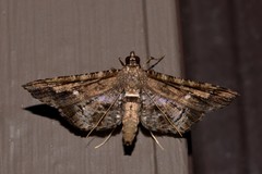 Merodictya marmorata