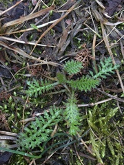 Achillea millefolium