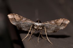 Merodictya marmorata