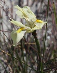 Moraea angusta
